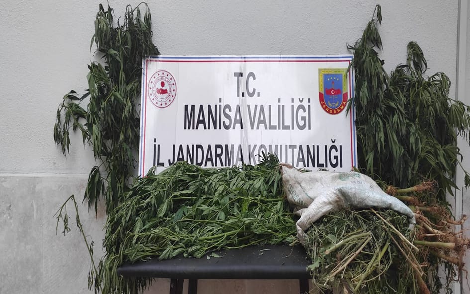 393 kök kenevir bitkisi ve 3014 gr. kubar esrar ele geçirildi