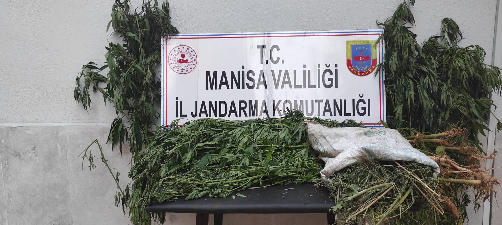 393 kök Hint Keneviri, 3014 gram Kubar Esrar Ele Geçirildi