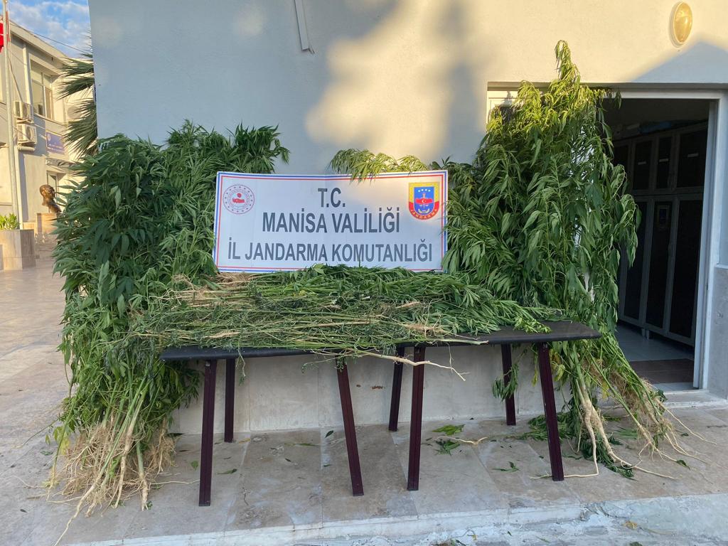 30 Kök Kenevir Ele geçirildi