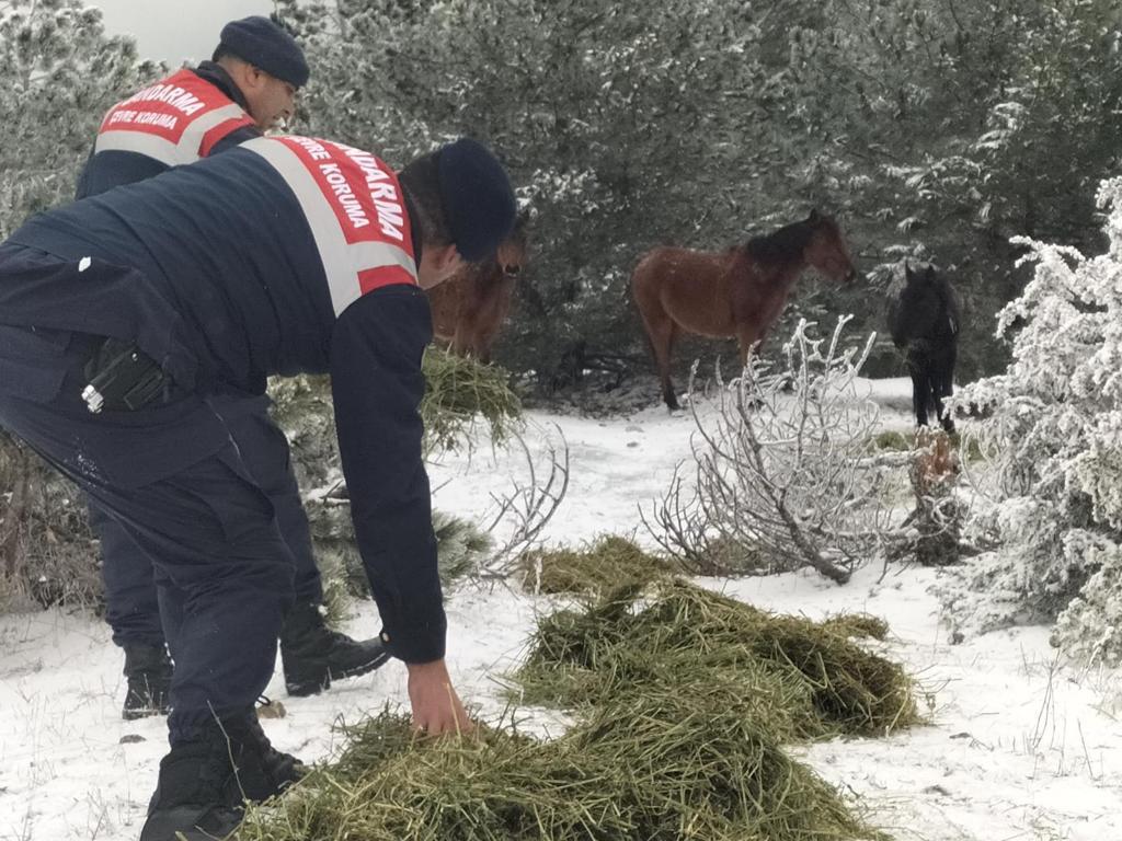 Manisa İl Jandarma Komutanlığı Yılkı Atlarını Unutmadı
