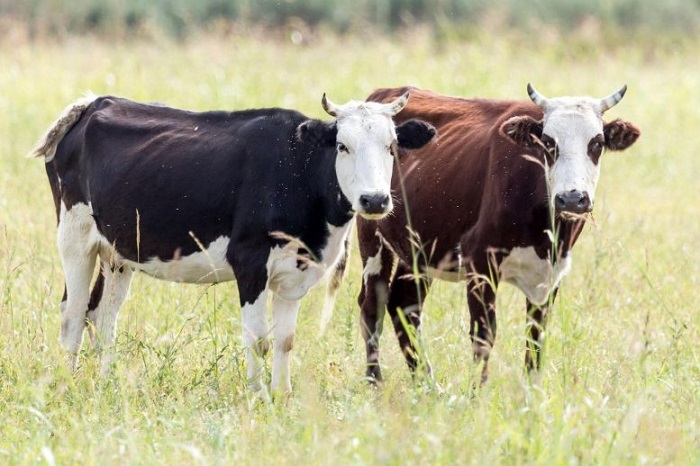 Çiftlik hayvanlarının saldığı gazlar için vergi alınacak