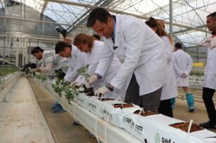 Kula Jeotermal Serada 145 bin Kök Domates Fidesi Toprakla Buluştu